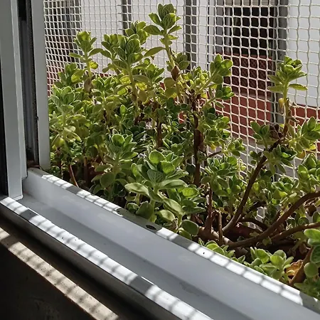 San Agustín Apartamento *