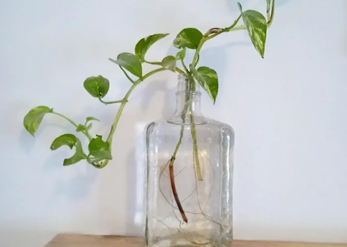 San Agustin * قرطبة