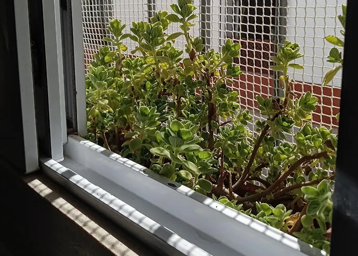 San Agustin דירה *